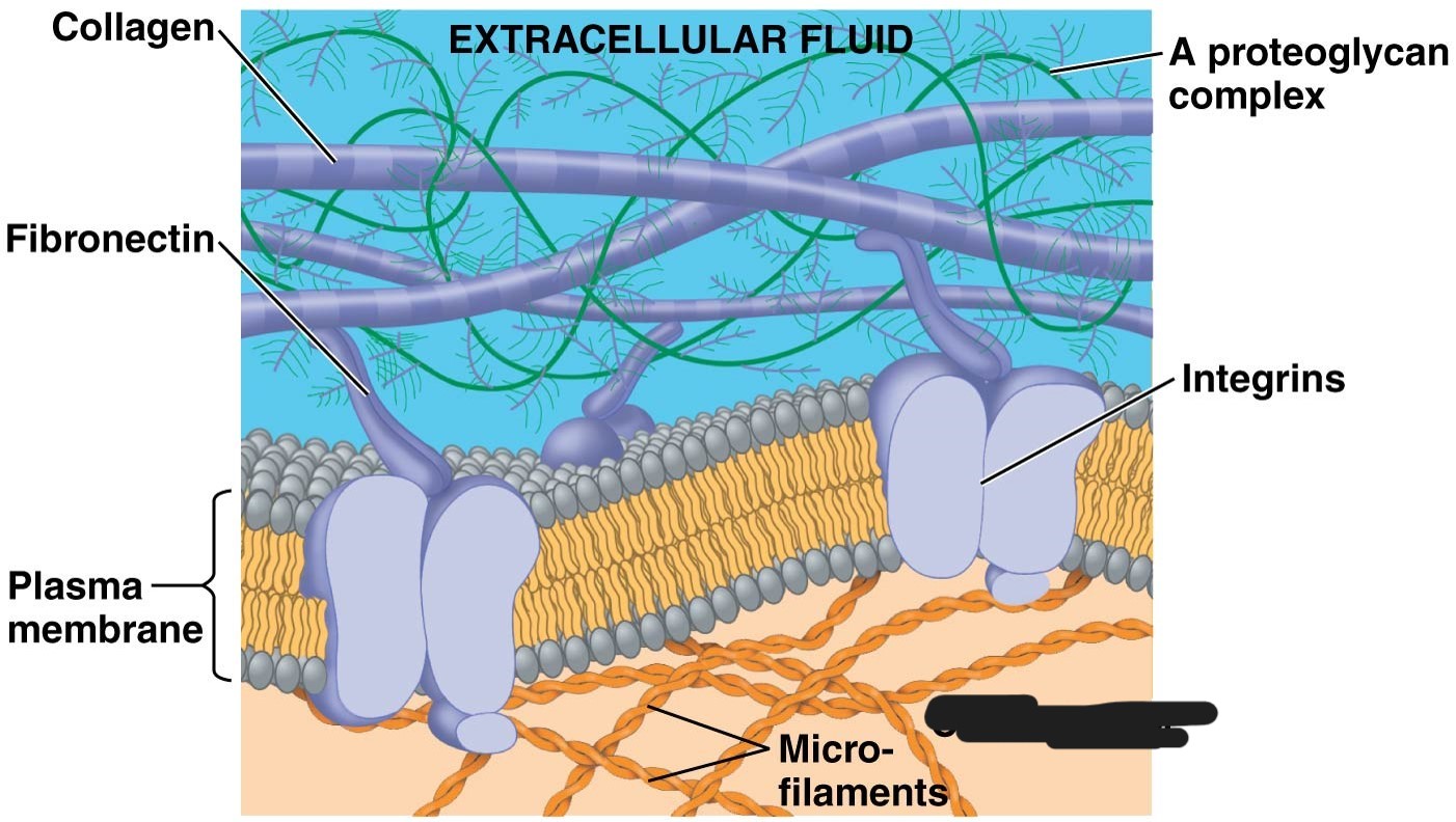 <p>extracellular matrix (ECM)</p>