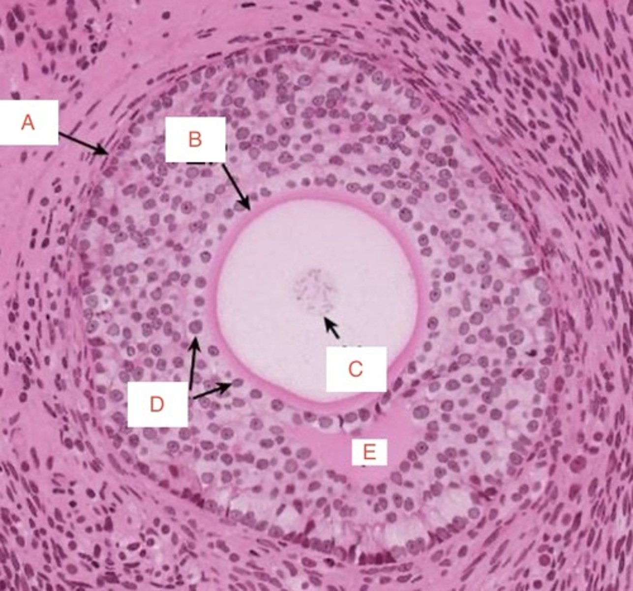 <p>B</p>