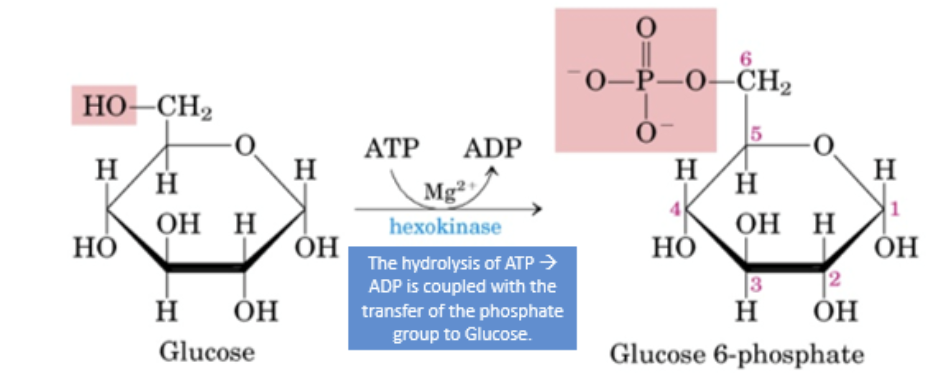 <p>phosphorylation of glucose, conversion to glyceraldehyde 3-phosphate</p><ul><li><p>makes molecule less stable, lowers activation energy for subsequent splitting to pyruvate</p></li><li><p>prevents phosphorylated molecule from being transported through the cell membrane (not recognized by protein pumps)</p></li><li><p>energy released in hydrolysis of ATP used for attachment of PO<sub>4</sub><sup>3-</sup></p></li></ul><p></p>