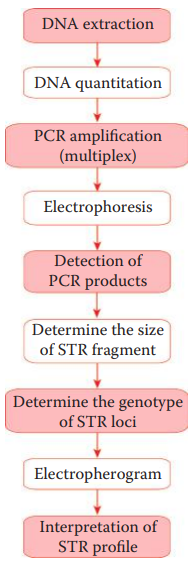 Capillary electrophoresis separation of amplified STR products.