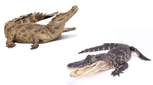 <p>What are the characteristics of a reptile?</p>