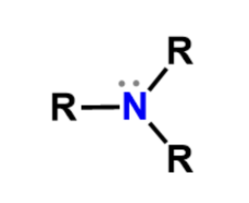 <p>Amino, weak base that bears a positive charge when it accepts a proton</p>