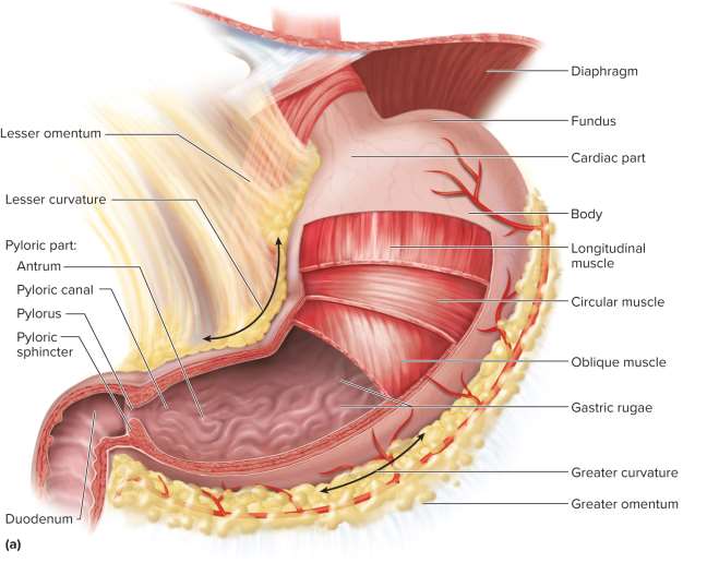 <p>Stomach</p>