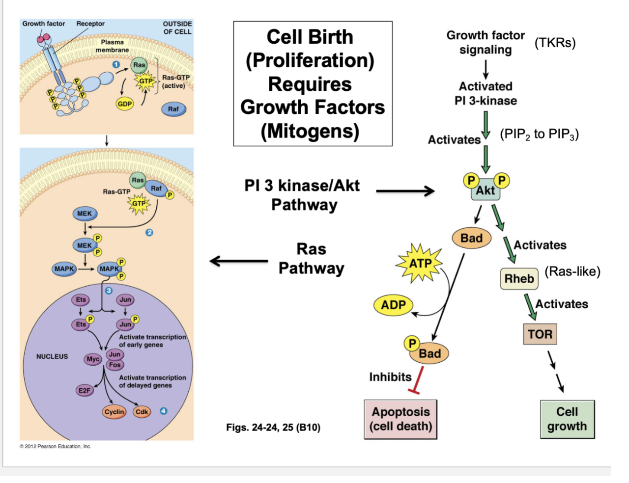 <ul><li><p>One signaling pathway —&gt; Ras pathway</p><ul><li><p>Growth factor or mitogen binding the receptor on the cell surface </p></li><li><p>This is an ENZYME-LINKED RECEPTOR — undergoing an auto-phosphorylation, signaling complex formed </p></li><li><p>Activated Ras that is GTP bound, which activates another protein — MAP KINASE </p></li><li><p>Begins to phosphorylate transcription factors and activate them - Myc, Jun, and Fos</p><ul><li><p>These transcription factors promote cell division and proliferation by promoting transcription gene expression needed in S phase where DNA replication occurs, once activated</p></li></ul></li><li><p>These transcription factors enable the synthesis of E2F — Cyclins and Cdks are also being transcribed and subsequently translated</p></li></ul></li><li><p>Another pathway —&gt; Act pathway </p><ul><li><p>Growth factor/mitogen signaling activates PI 3-kinase </p></li><li><p>What this kinase does is it converts PIP2 to PIP3 </p></li><li><p>That conversion of a lipid to another type of lipid through the action of this kinase results in the activation of the protein, Act </p></li><li><p>Akt, when phosphorylated, will activate two subsequent pathways</p><ul><li><p>Activation of Bad protein —&gt;</p><ul><li><p>When Bad is activated, it will become phosphorylated </p></li><li><p>Phopshorylated Bad inhibits cell death (apoptosis)</p></li></ul></li><li><p>Activation of Rheb protein —&gt;</p><ul><li><p>Belongs to the Ras family of GTPases</p></li><li><p>When Rheb is GTP-bound, it’s going to activate TOR </p></li><li><p>When TOR is active, many things happen and the result is cell growth </p></li></ul></li></ul></li></ul></li></ul><p></p>