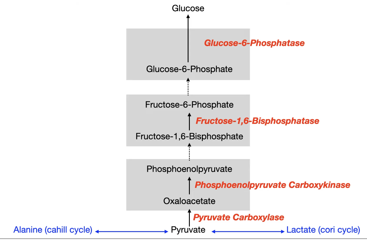 <p><span><span>The last step of gluconeogenesis is the </span></span><strong><mark data-color="rgba(0, 0, 0, 0)" style="background-color: rgba(0, 0, 0, 0); color: inherit;">conversion of glucose-6-phosphate to free glucose</mark></strong><span><span>, catalyzed by the enzyme </span></span><strong>glucose-6-phosphatase (G6Pase)</strong><span><span>,</span></span></p>