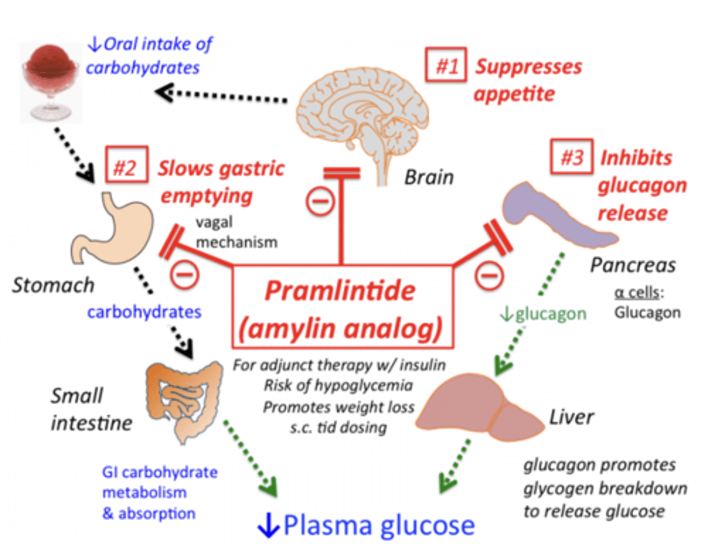 <p>Amylin is cosecreted with insulin from b-cells after mealtime to slow gastric emptying, suppress appetite, and reduce blood glucose by decreasing glucagon release.</p><p>MOA: amylin analogue = same effects as amylin (delayed gastric emptying, appetite suppression, and inhibited glucagon release)</p><p>Clinical indications: adjunct treatment in patients with type 1 or type 2 DM who use mealtime insulin therapy and who have failed to achieve desired glucose control despite optimal insulin therapy</p><p>Administered in area distinct from insulin</p><p>CON: injected at every meal – rarely used because of injection frequency - Falling out of favor to the GLP-1 agonists or tirzepatide which can be administered once per week</p><p>Adverse effects: GI (nausea), hypoglycemia, injection site reactions</p>