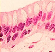 <p>What is the function of stratified columnar epithelium?</p>