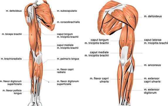 <p>What muscles run on the ulnar side of the forearm to connect to the wrist and hand?</p>