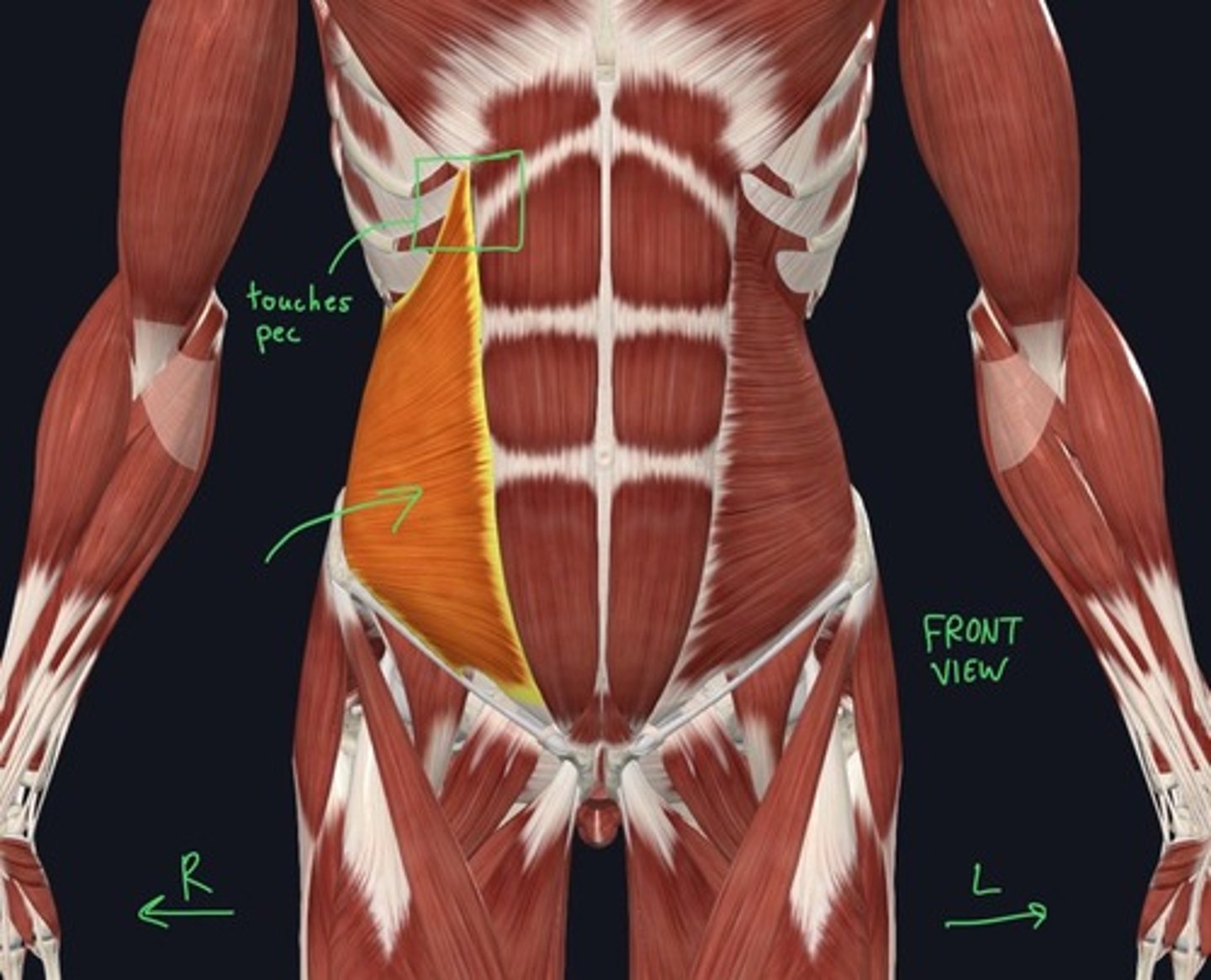 knowt flashcard image