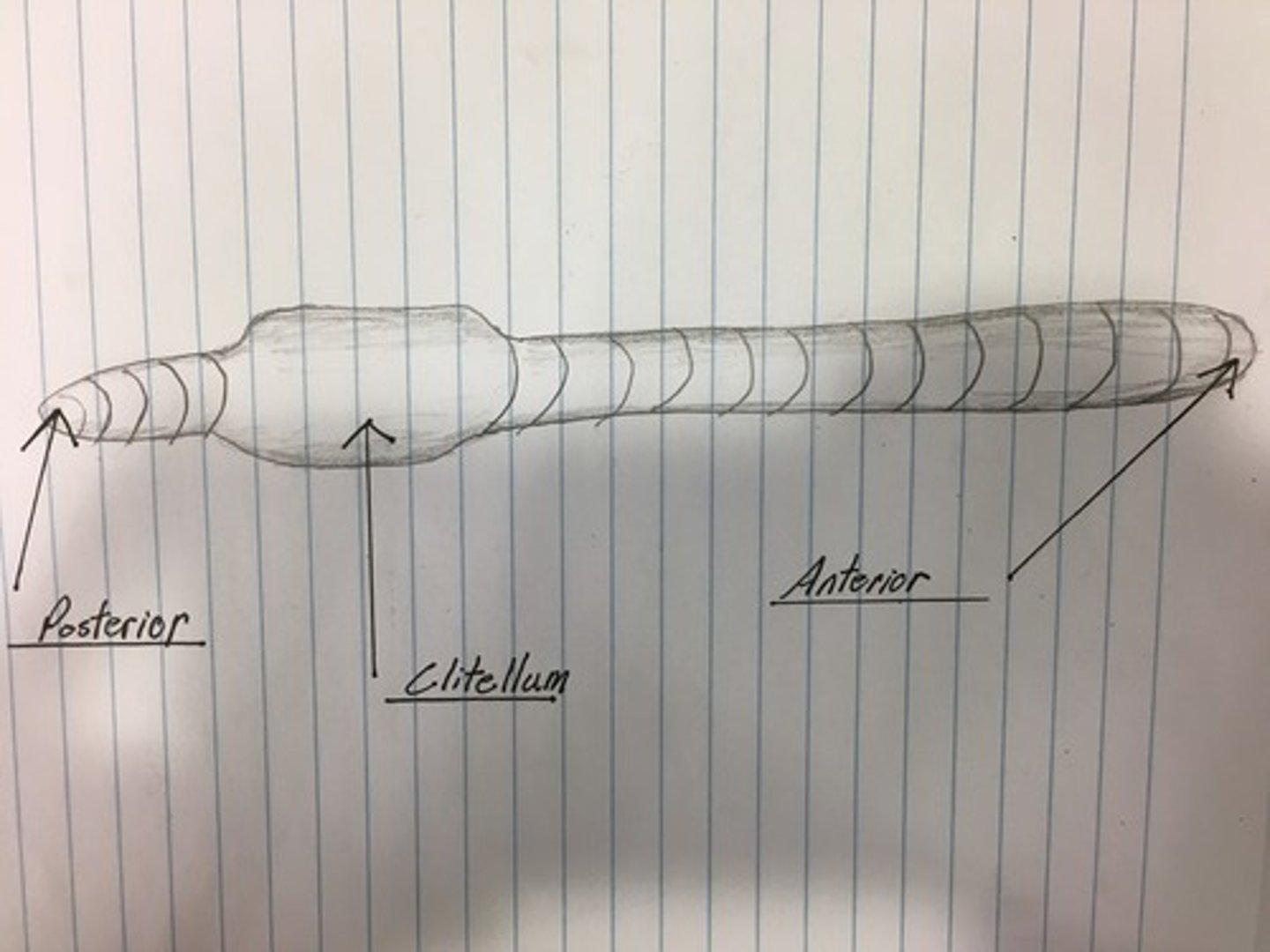 <p>anterior, mouth, clitellum, anus and posterior end</p>