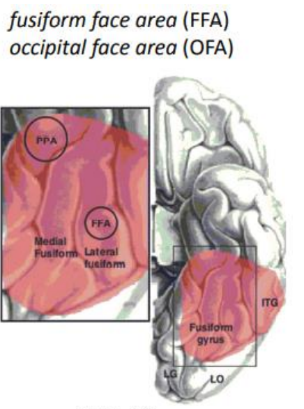 (agnosie associative) = incapacité à reconnaitre une personne en étudiant son visage.
MAIS la reconnaissance est possible à partir d’autres indices (voix, silhouette, signes distinctifs,…) → Livre d’Oliver Sacks « L’homme qui prenait sa femme pour un chapeau ».
Il s’agit d’une capacité spécifique de décodage des patterns visuels : retenue par la sélection naturelle car grande valeur adaptative.
La reconnaissance des visages n’est pas limitée aux humains. Elle est essentielle pour (sur)vivre dans un groupe.
Corrélats anatomiques de la prosopagnosie :
o Voie du WHAT (voie ventrale).
o Aires spécifiques du gyrus fusiforme.
o Latéralisation droite.