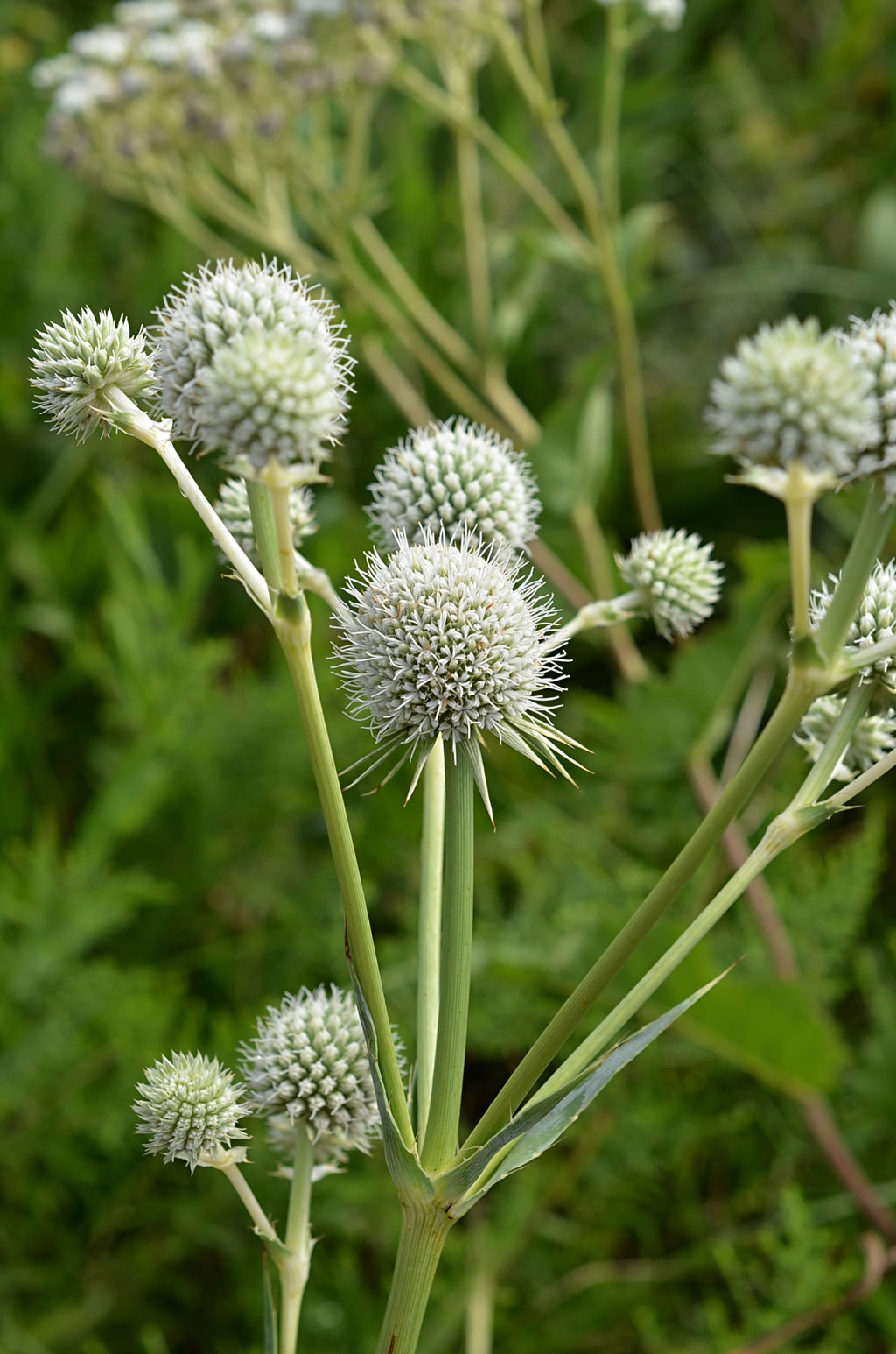 <p>dried spikey seed pods, 3-4’, wide margined bristles on foliage</p>