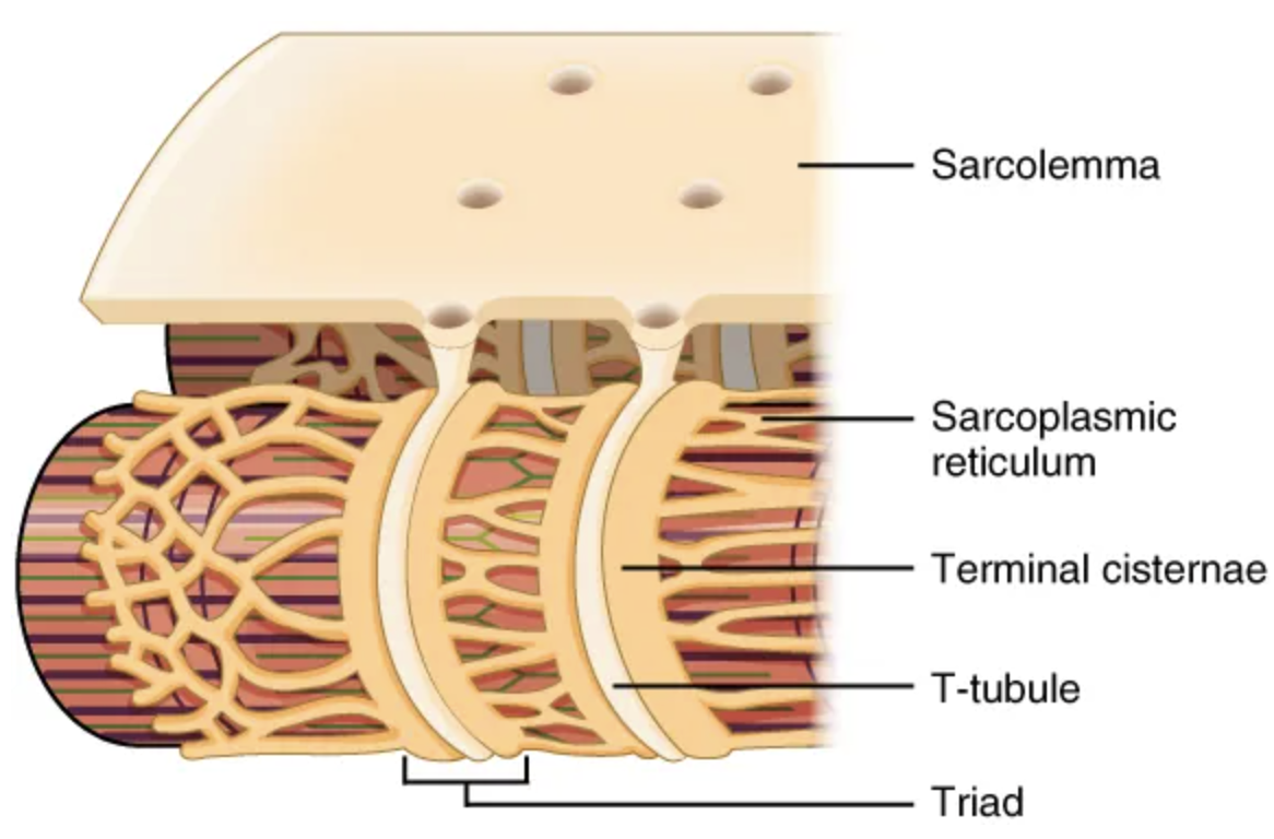 <p>T-tubules</p><ul><li><p>“T” for “transverse”</p></li><li><p>The diameter of a muscle fiber can be up to 100 μm, so these T-tubules ensure that the membrane can get close to the SR in the sarcoplasm.</p></li></ul><p></p>