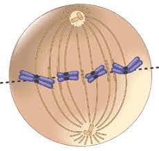 <p>metaphase</p>