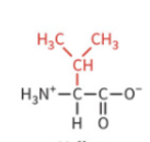 <ul><li><p>nonpolar side chain </p></li><li><p>hydrophobic</p></li><li><p>no H-bond</p></li></ul><p></p>