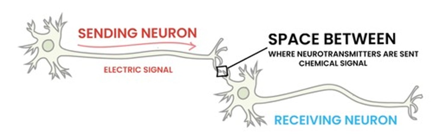 <p>This a two step process:</p><p>1. Electric signal within the neuron- the message shoots down the length of the neuron - the neuron "fires"</p><p>2. Chemical signal in between - Then, between two neurons there's a space called the SYNAPSE where chemical messages called neurotransmitters are sent</p><p>So electricity travels within the cell and chemicals (neurotransmitters) travel between cells in the synapse. Electricity does not jump between neurons.</p>