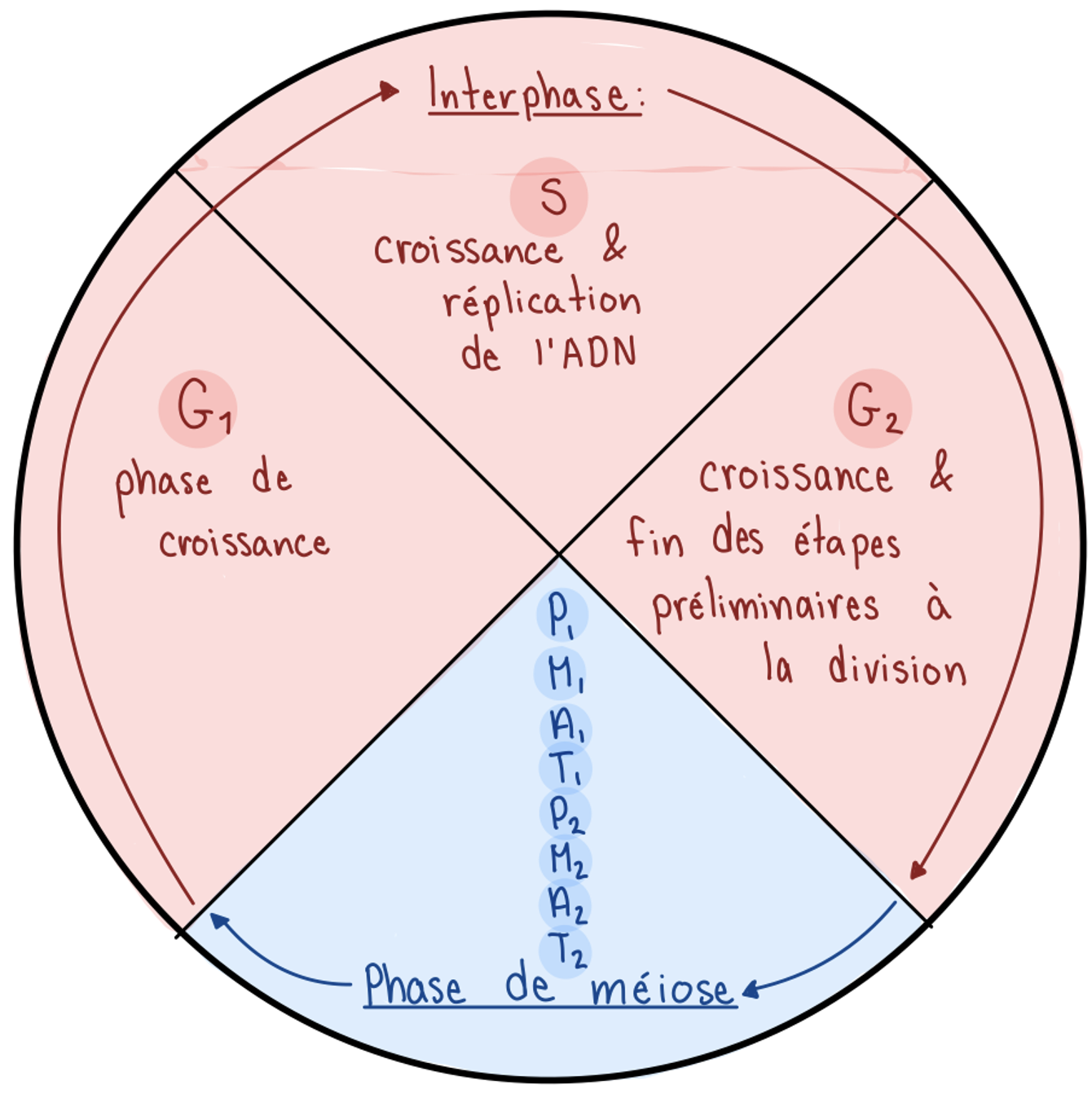 <p>interphase, phase S</p>