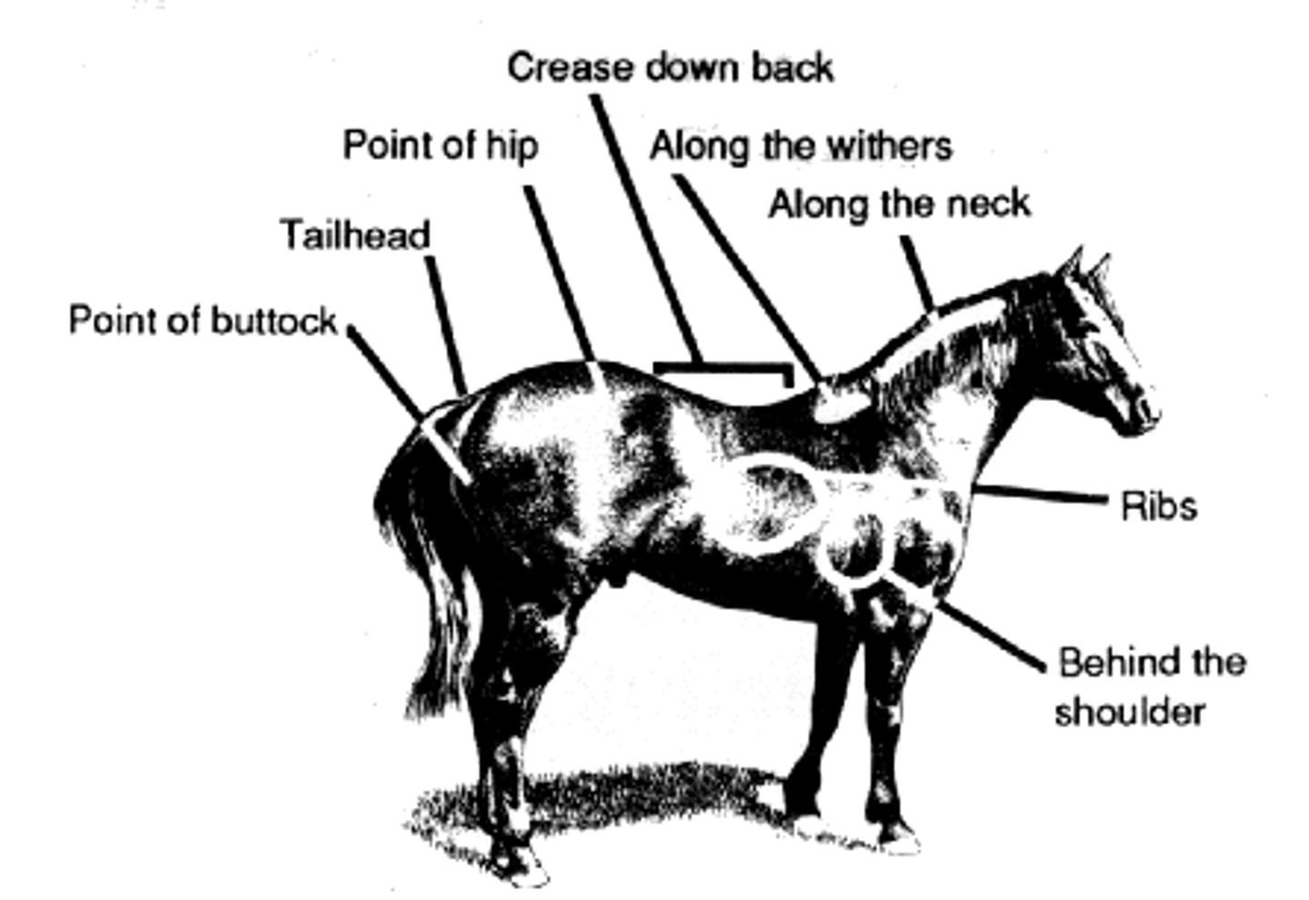 <p>Point of Hip</p>