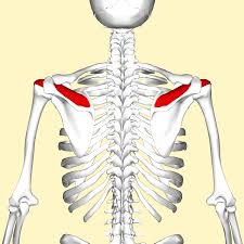 abduction at shoulder