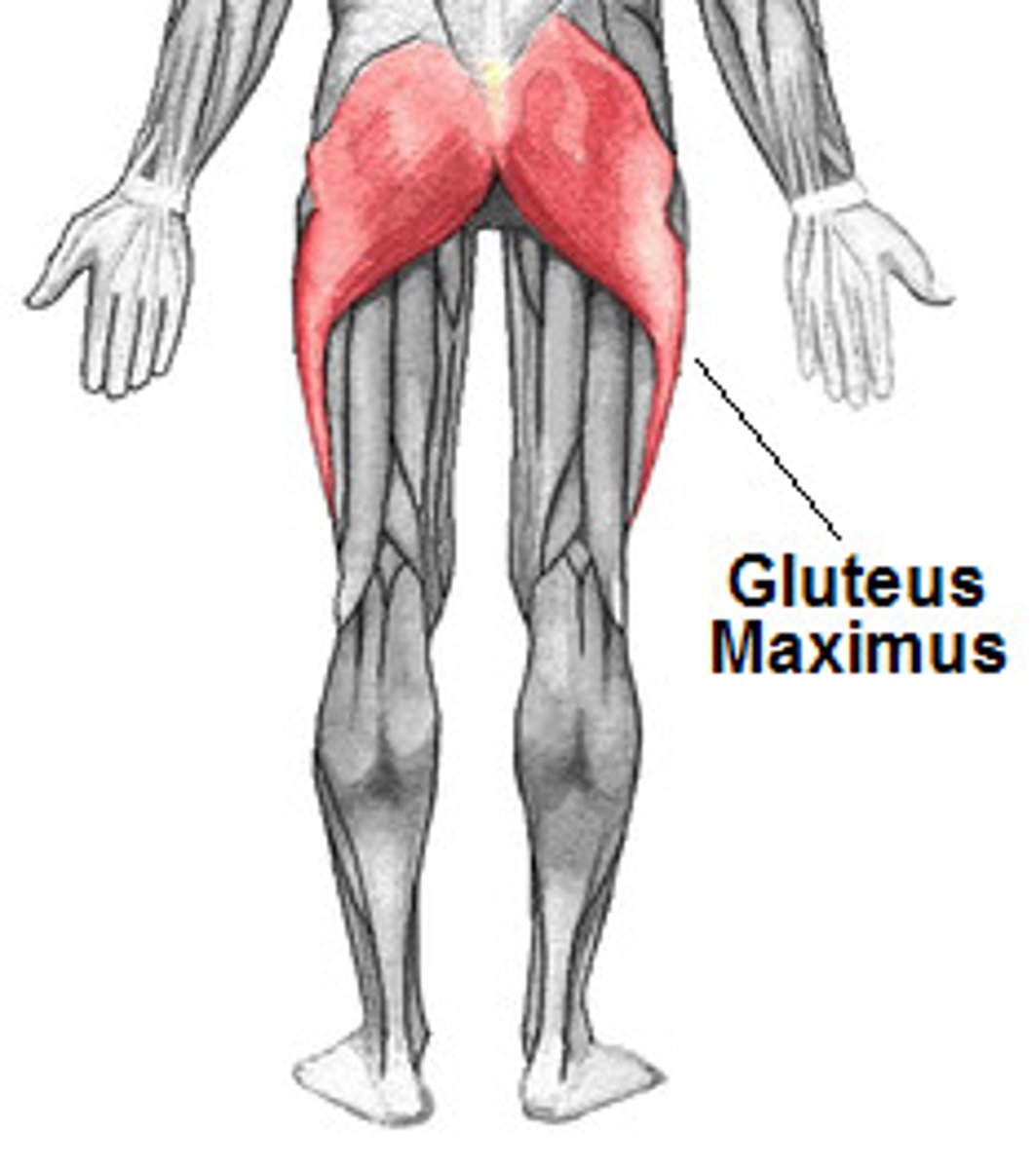 <p>-Origin Gluteal surface of ilium, lumbar fascia, sacrum, sacrotuberous ligament</p><p>-Insertion Gluteal tuberosity of the femur and iliotibial tract</p><p>-Nerve Inferior gluteal nerve (L5, S1 and S2 nerve roots)</p><p>-Actions</p><p>=External rotation and extension of the hip joint</p><p>=chief antigravity muscle in sitting and abduction of the hip</p><p>-Antagonist iliopsoas</p>