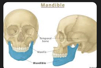 <p>The lower jawbone which holds the teeth in place</p>
