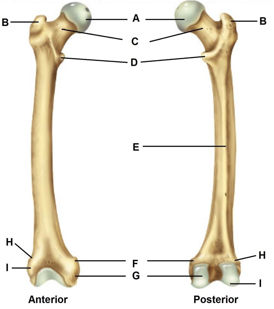 <p>label the femur </p>