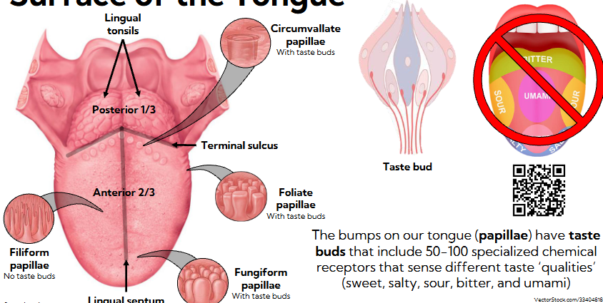 <ul><li><p><span style="background-color: transparent;"><span>50-100 sensors that detect diff types of taste</span></span></p></li><li><p><span style="background-color: transparent;"><span>Scattered throughout the tongue</span></span></p></li></ul><p></p>
