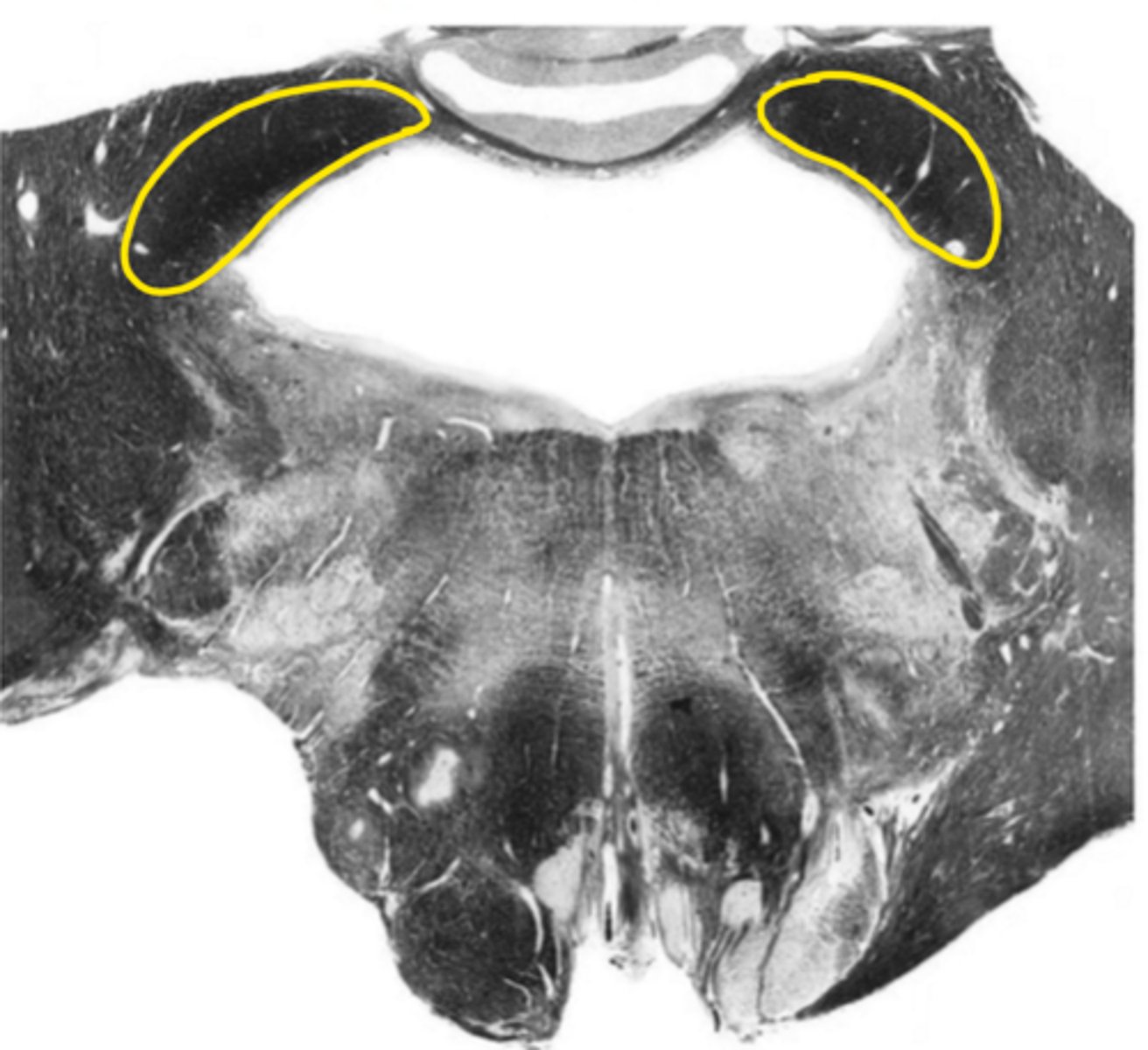 <p>ID the structure</p>