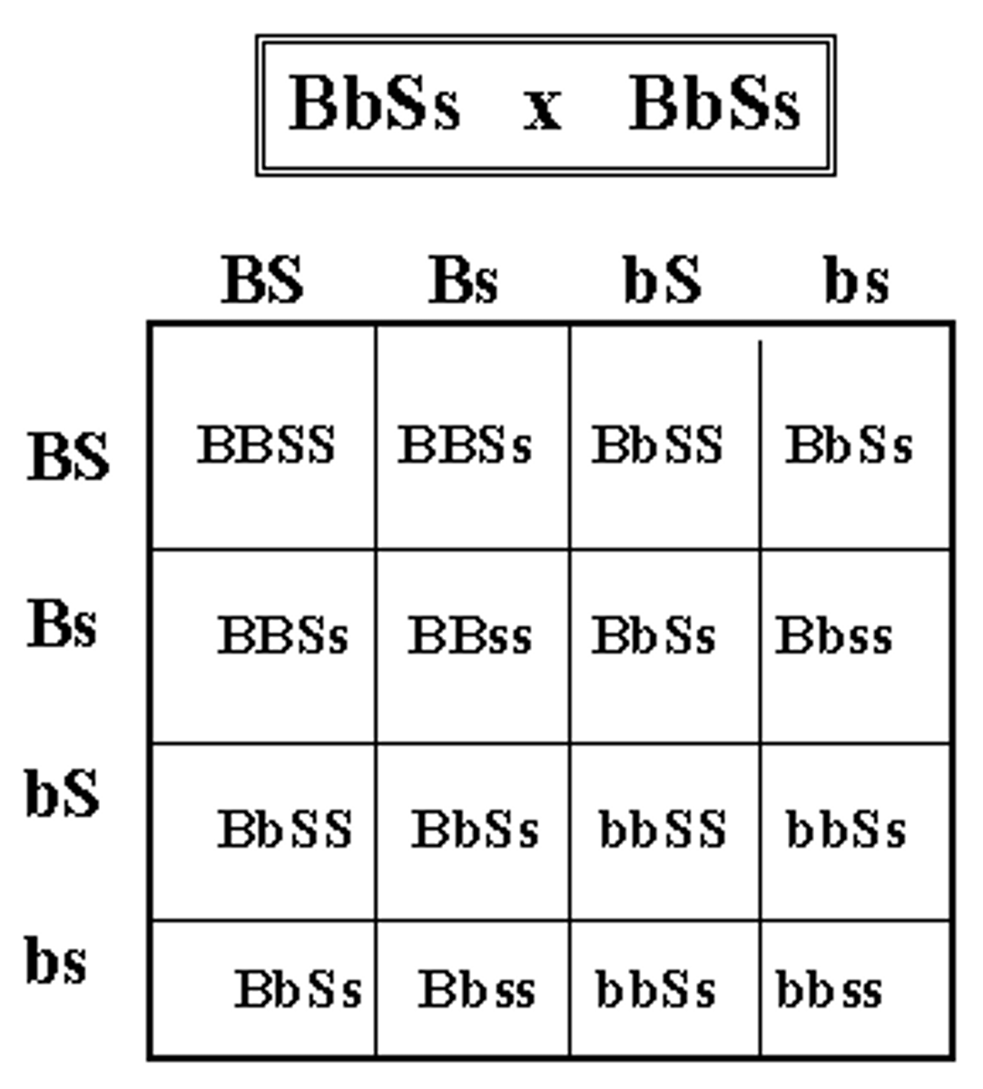 <p>Study of two variations of two traits in a single cross</p><ul><li><p>Mendel produced true-breeding lines each with two traits (RRYY x rryy)</p><ul><li><p>F1 (RrYy) all show dominant phenotype</p></li><li><p>F2 9:3:3:1 ratio</p></li></ul></li></ul><p></p>