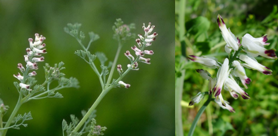 <p>small-flowers, white to pink, inner purple-tipped</p>
