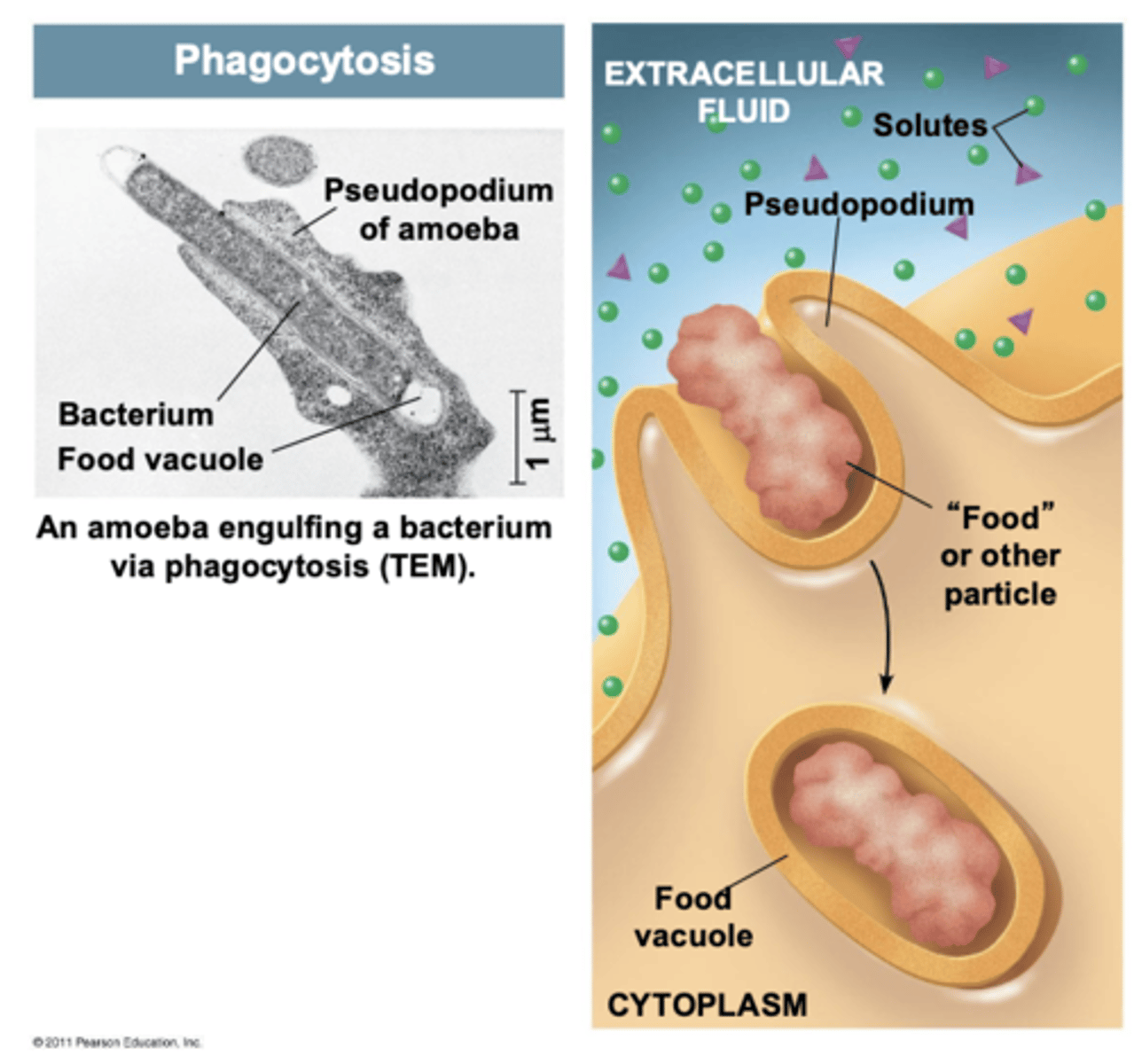 <p>pseudopods extend and engulf particles: eating</p>