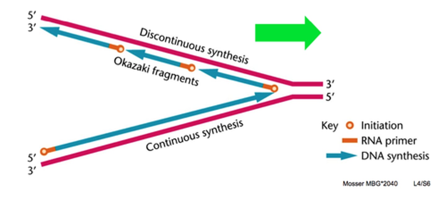 <p>synthesized continuously in 5' to 3' direction</p>