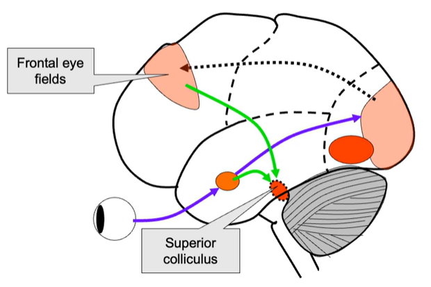 <ul><li><p>it is a region in frontal lobe (a bit anterior so in front of PMC + much smaller)</p></li><li><p>basc its the equivalent of PMC for controlling eye movements</p></li><li><p>brain imaging found in monkeys - similar to humans</p></li><li><p>connects to occipital lobe + receives a lot of bottom-up input about visual surroundings </p></li><li><p>connects to prefrontal cortex (specifically in dorsolateral prefrontal cortex)</p></li><li><p>strong connection with superior sulcus (initiates eye movements)</p></li><li><p>can modulate activity in eye movement </p></li><li><p>antipsychotic task = classic task used to study control of eye movement</p><ul><li><p>peripheral stimulus appears + tendency is to look towards = in this task you must do opposite (look away)</p></li></ul></li></ul><p></p>