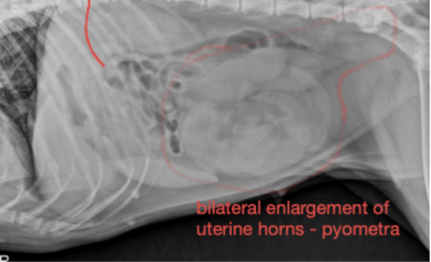 <p>Female dog with vaginal discharge, vomiting, lethargy-what has caused this?</p>