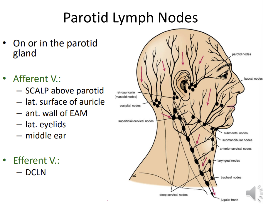 <p>on or in the parotid gland</p><p>afferent vessels:</p><ul><li><p>scalp above the parotid</p></li><li><p>lateral surface of the auricle</p></li><li><p>anterior wall of the EAM</p></li><li><p>lateral eyelids</p></li><li><p>middle ear</p></li></ul><p>efferent:</p><p>DCLN</p>
