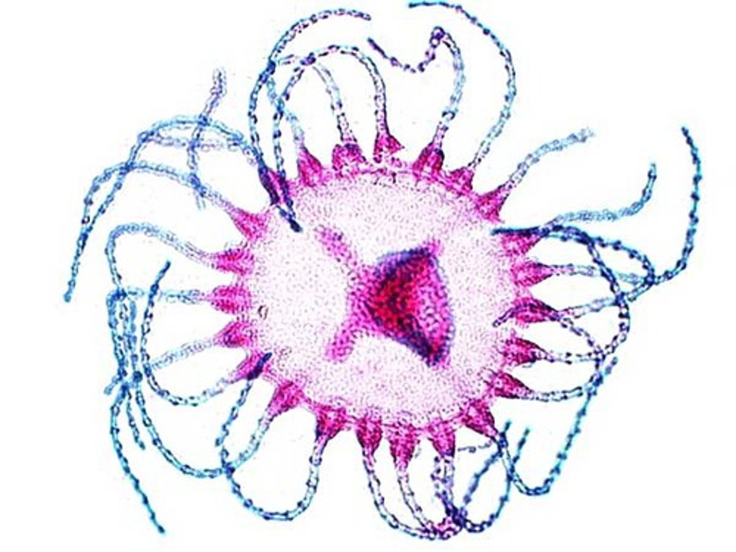 <p>typifies most hydrozoans because it has colonial polyps and free swimming medusae<br>-appear plantlike and branch from a tube<br>-polyps are polymorphic because some are specialized feeding polyps gastrozooids and others are reproductive polyps called gonozoids</p>