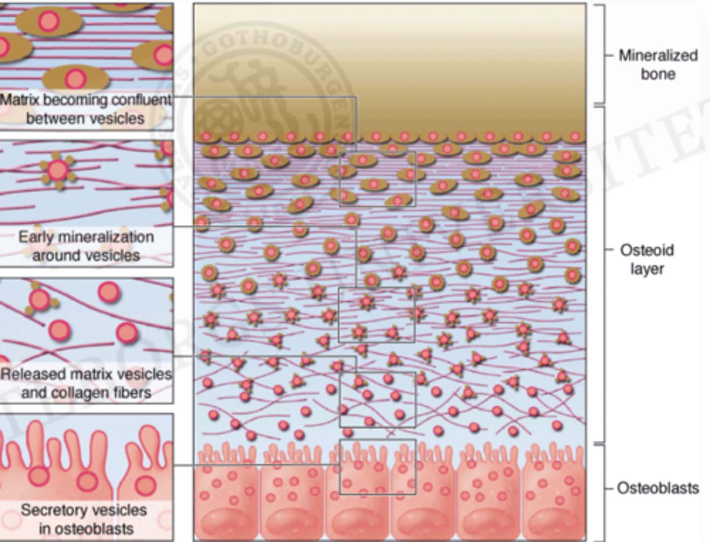 <p>1. Osteoblaster producerar osteoid och släpper ut osteocalcin och osteopontin som hjälper att förankra kalcium i matrixen</p><p>2. Osteoblaster släpper ut matrixvesiklar innehållande höga koncentrationer alkalisk fosfats som bryter ned pyrofosfat vilket frigör fosfatjoner</p><p>3. Inuti matrixvesiklarna kombineras kalcium- och fosfatjoner för att bilda hydroxyapatitkristaller</p><p>4. Hydroxiapatitkristallerna växer och bryter sig ur vesiklarna och sprids i matrixen där de utfälls och fäster vid kollagenfibrerna mha osteocalcin och osteopontin vilket skapar en stark struktur</p><p>5. Fler kristaller bildas och benet förtjockas och förstärks gradvis</p>