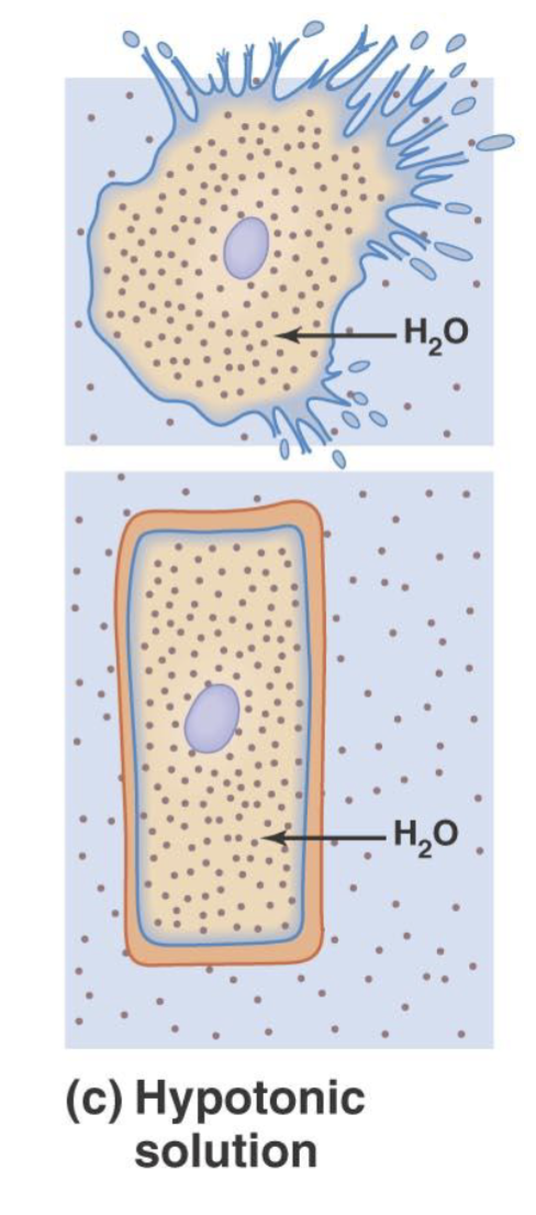 <ul><li><p>The outside of the cell has a lower concentration of solutes compared to inside the cell</p></li><li><p>Water will go inside the cell causing it to swell and break</p></li></ul><p></p>