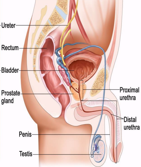 <p>20 cm (travels through the penis and caries both semen and urine)</p>