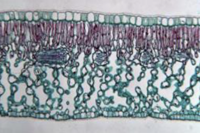 <p>Monocot or dicot?</p>