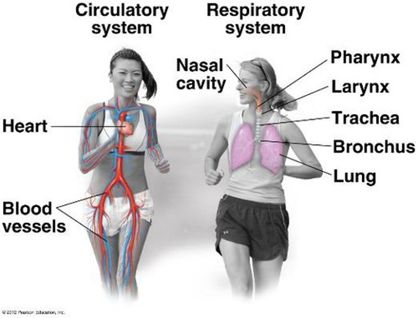 <p>To pump blood throughout the body, supplying oxygen and nutrients while removing wastes.</p>