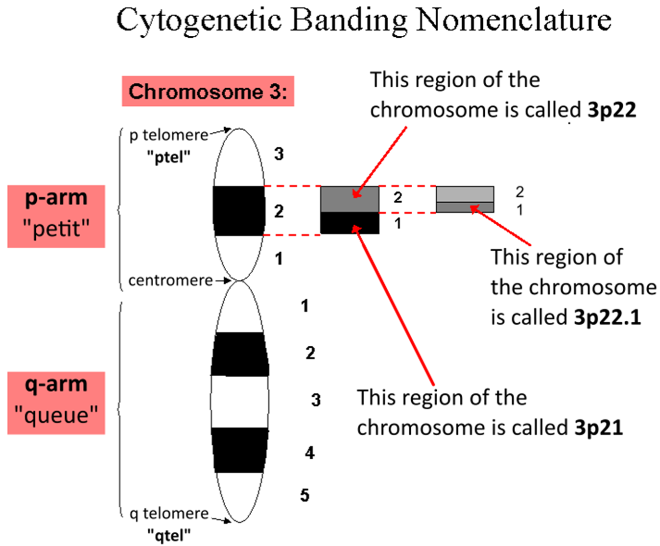 <p>position of centromere</p><ul><li><p><strong>Metacentric</strong> (center)</p></li><li><p><strong>Submetacentric</strong> (between middle and telomere)</p></li><li><p><strong>Acrocentric</strong> (near telomere)</p></li></ul>