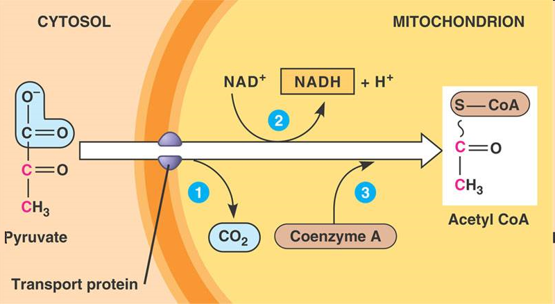 <ol><li><p>carboxyl end on pyruvate is removed and released as CO2 waste (decarboxylation) → 2-carbon molecule (acetyl group) </p></li><li><p>acetyl group is oxidized into acetate (oxidation reaction). NAD+ reduced to NADH &amp; H+</p></li><li><p>CoA (sulfur-containing compound coming from vitamin B<sub>5</sub>) is attached to the acetate, making acetyl CoA</p></li></ol><p></p>