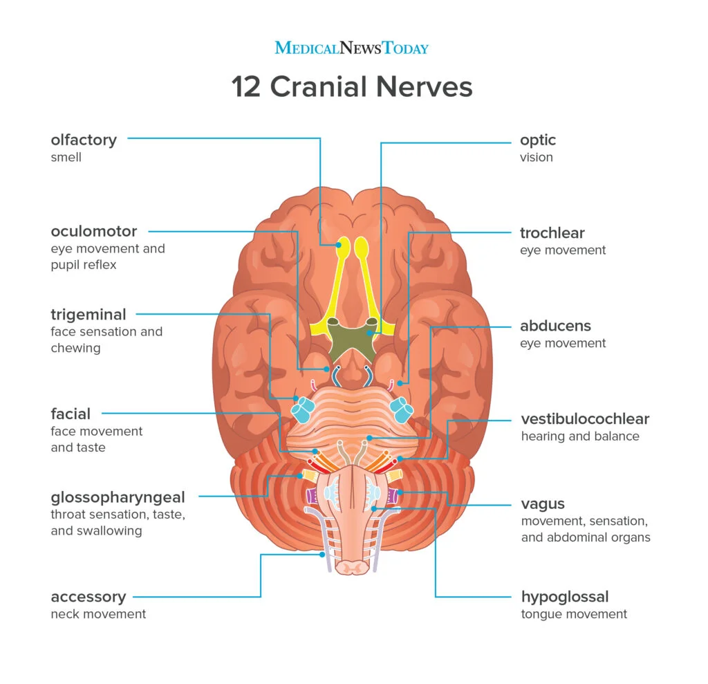 <p>Cranial Nerves</p>