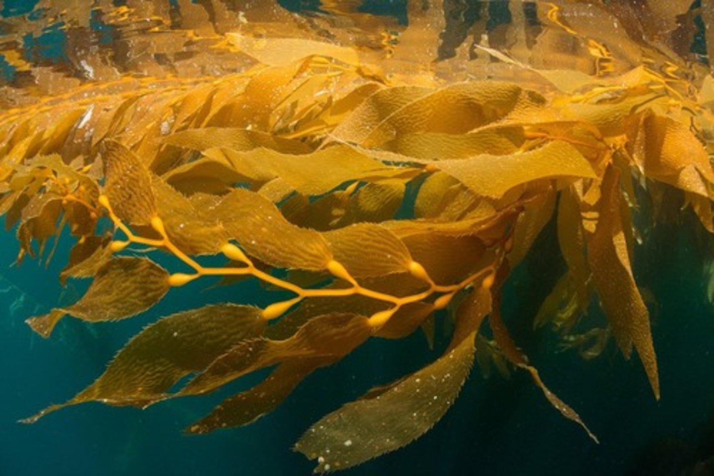<p>seaweed</p>