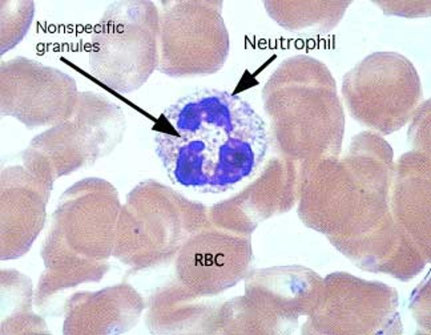 <p>multilobed nucleus</p><p>- aka granulocytes</p>