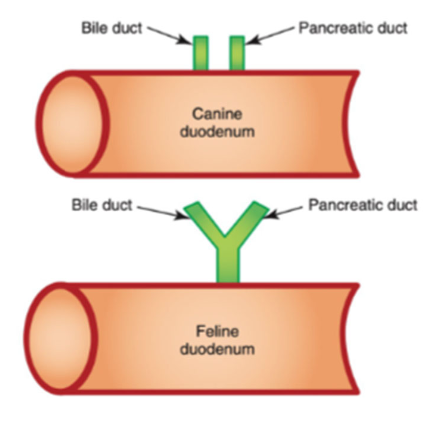 <p>increased risk of bacterial reflux and parenchymal inflammation:</p><p>-short small intestine</p><p>-high bacterial load</p><p>-pancreatic duct joins common bile duct before entering duodenal papilla</p>