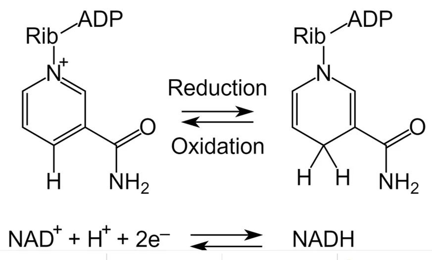<p>NAD+ is oxidized because it loses an electron through N+ (think LEO). NADH is reduced because it gains an electron through N (think GER)  </p>