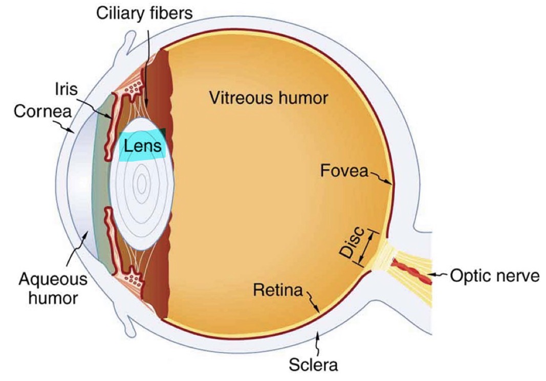 <p><u>Anterior Chamber</u></p><p>Lens</p>