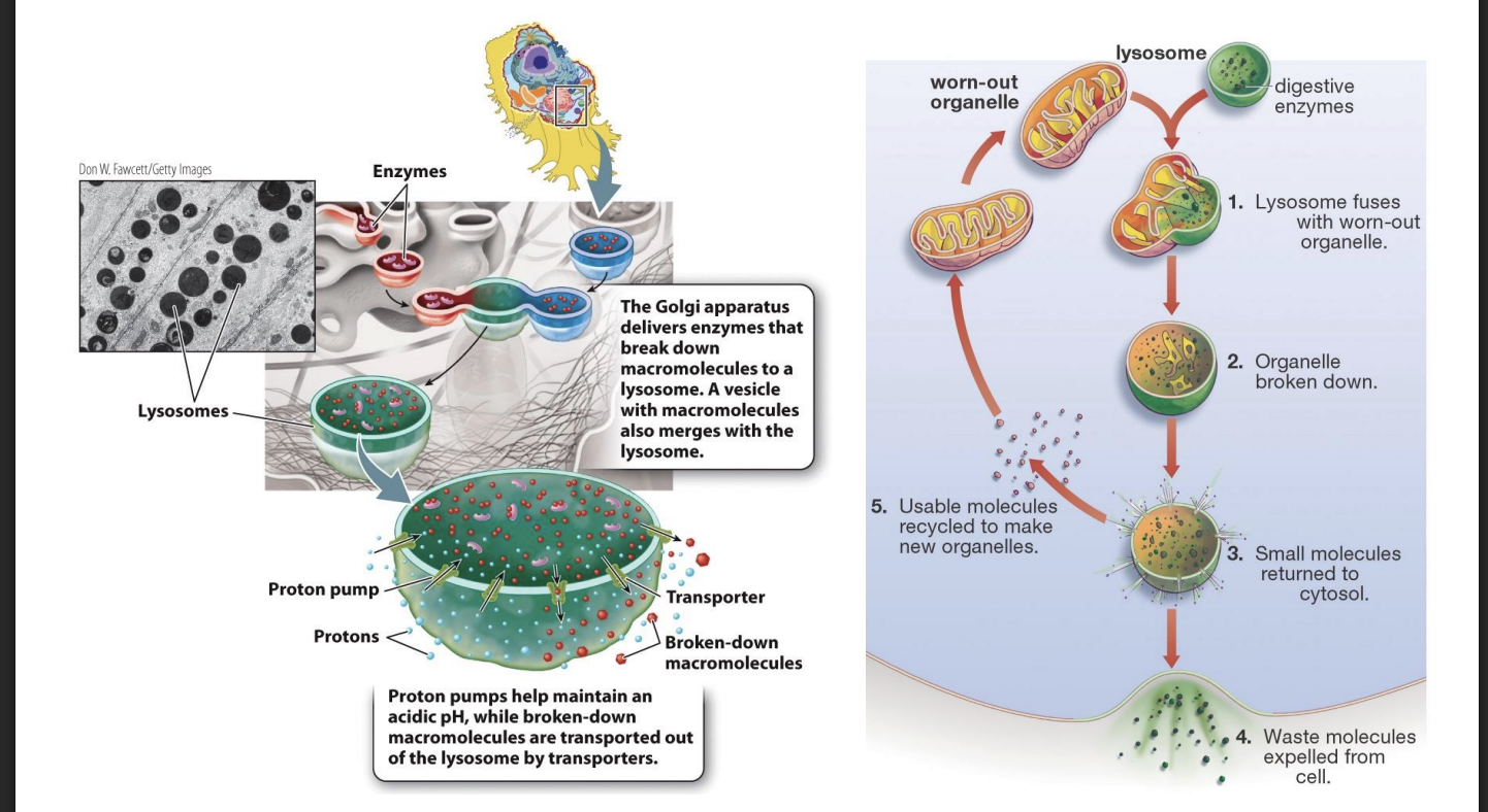 <ul><li><p>Golgi apparatus delivers enzymes that break down macromolecues to lysosomes:&nbsp;<span><span>enzymes inside the lysosomes are synthesized in the rough ER, sorted in the Golgi apparatus, and then packaged into lysosomes.</span></span></p><ul><li><p>vesicles with macromolecules also merges with the lysosome</p></li><li><p>proton pumps help maintain acidic pH</p><ul><li><p>while broken down macromolecules are transported out of the lysosome by transporters</p></li></ul></li></ul></li></ul><ol><li><p>lysosomes fuses with worn out organelle</p></li><li><p>organelle is broken down</p></li><li><p>small molecules returned to cytosol</p></li><li><p>waste molecules expelled from cell</p></li><li><p>usable molecules recycled to make new organelles</p></li></ol><ul><li><p><span><span>Lysosomal enzymes cannot function in the normal cellular environment, which has a pH of about 7</span></span></p><ul><li><p><span><span>many of a cell’s enzymes and proteins would unfold and degrade if the entire cell were at the pH of the inside of a lysosome.</span></span></p></li><li><p><span><span> By restricting the activity of these enzymes to the lysosome, the cell protects proteins and organelles in the cytosol from degradation.</span></span></p></li></ul></li></ul><p></p>